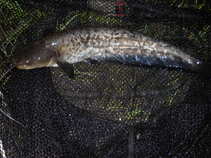 foto/diskuze/z_lovu/2011/th-img43781.jpg