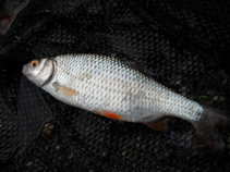 foto/diskuze/z_lovu/2011/th-img43782.jpg