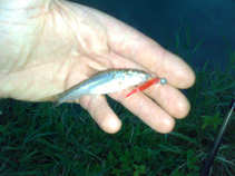 foto/diskuze/z_lovu/2011/th-img43793.jpg
