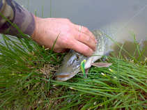 foto/diskuze/z_lovu/2011/th-img43794.jpg