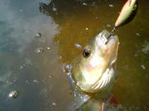 foto/diskuze/z_lovu/2011/th-img43822.jpg