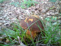 foto/diskuze/z_lovu/2011/th-img43824.jpg