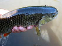 foto/diskuze/z_lovu/2011/th-img43832.jpg