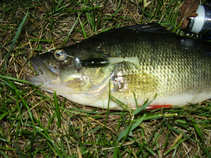 foto/diskuze/z_lovu/2011/th-img43835.jpg