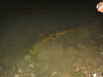 foto/diskuze/z_lovu/2011/th-img43838.jpg