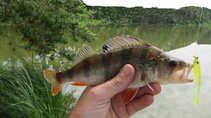 foto/diskuze/z_lovu/2011/th-img43849.jpg