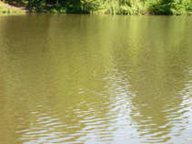foto/diskuze/z_lovu/2011/th-img43865.jpg
