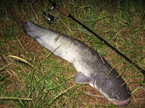foto/diskuze/z_lovu/2011/th-img43876.jpg