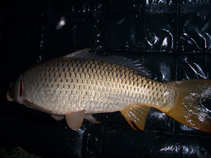 foto/diskuze/z_lovu/2011/th-img43907.jpg
