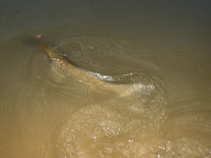 foto/diskuze/z_lovu/2011/th-img43947.jpg