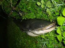 foto/diskuze/z_lovu/2011/th-img43966.jpg