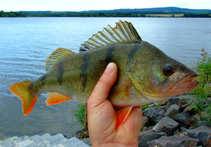 foto/diskuze/z_lovu/2011/th-img43985.jpg