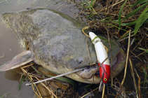 foto/diskuze/z_lovu/2011/th-img43987.jpg
