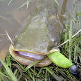 foto/diskuze/z_lovu/2011/th-img43989.jpg