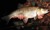 foto/diskuze/z_lovu/2011/th-img44018.jpg