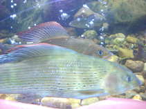 foto/diskuze/z_lovu/2011/th-img44030.jpg