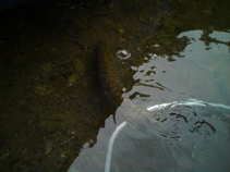 foto/diskuze/z_lovu/2011/th-img44036.jpg