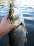 foto/diskuze/z_lovu/2011/th-img44045.jpg