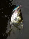 foto/diskuze/z_lovu/2011/th-img44112.jpg