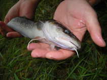 foto/diskuze/z_lovu/2011/th-img44144.jpg