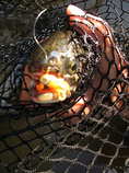 foto/diskuze/z_lovu/2011/th-img44158.jpg