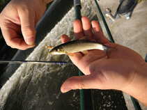 foto/diskuze/z_lovu/2011/th-img44168.jpg