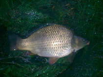foto/diskuze/z_lovu/2011/th-img44192.jpg