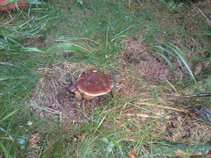 foto/diskuze/z_lovu/2011/th-img44221.jpg