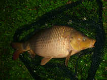foto/diskuze/z_lovu/2011/th-img44232.jpg