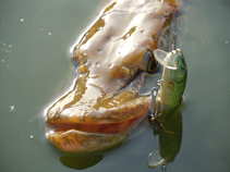 foto/diskuze/z_lovu/2011/th-img44250.jpg
