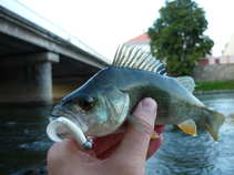foto/diskuze/z_lovu/2011/th-img44282.jpg