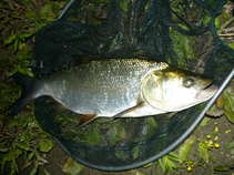 foto/diskuze/z_lovu/2011/th-img44283.jpg