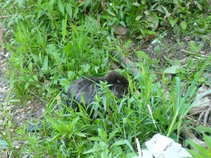 foto/diskuze/z_lovu/2011/th-img44288.jpg