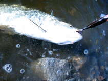 foto/diskuze/z_lovu/2011/th-img44289.jpg