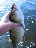 foto/diskuze/z_lovu/2011/th-img44290.jpg