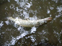 foto/diskuze/z_lovu/2011/th-img44302.jpg