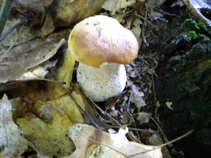 foto/diskuze/z_lovu/2011/th-img44303.jpg