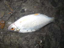 foto/diskuze/z_lovu/2011/th-img44308.jpg
