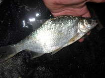 foto/diskuze/z_lovu/2011/th-img44309.jpg