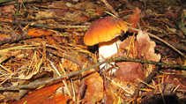 foto/diskuze/z_lovu/2011/th-img44318.jpg