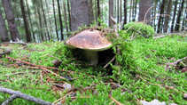 foto/diskuze/z_lovu/2011/th-img44319.jpg