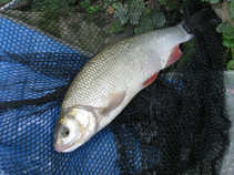 foto/diskuze/z_lovu/2011/th-img44325.jpg