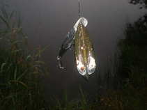 foto/diskuze/z_lovu/2011/th-img44348.jpg