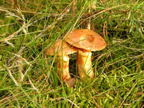 foto/diskuze/z_lovu/2011/th-img44358.jpg