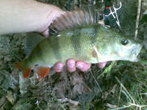 foto/diskuze/z_lovu/2011/th-img44365.jpg