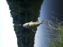 foto/diskuze/z_lovu/2011/th-img44369.jpg