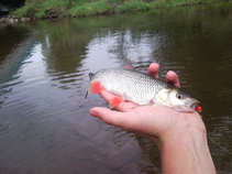 foto/diskuze/z_lovu/2011/th-img44370.jpg