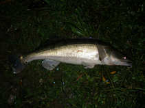 foto/diskuze/z_lovu/2011/th-img44373.jpg