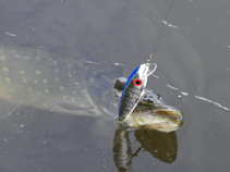 foto/diskuze/z_lovu/2011/th-img44376.jpg