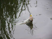 foto/diskuze/z_lovu/2011/th-img44387.jpg